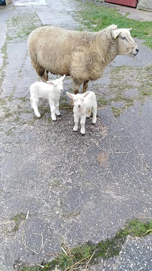 Conwy Pen Cefn Farm Holiday Абергели Екстериор снимка