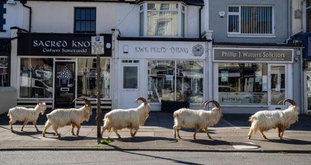 Conwy Pen Cefn Farm Holiday Абергели Екстериор снимка