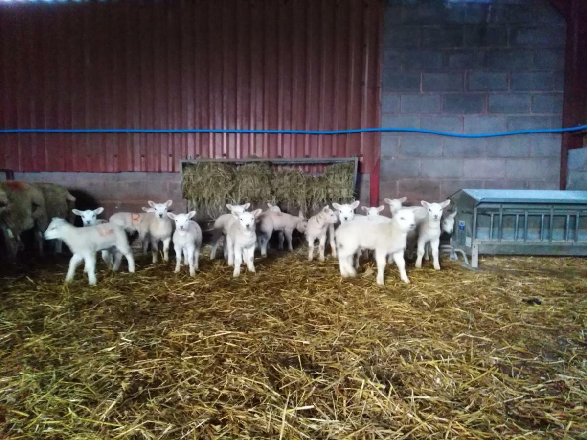 Conwy Pen Cefn Farm Holiday Абергели Екстериор снимка