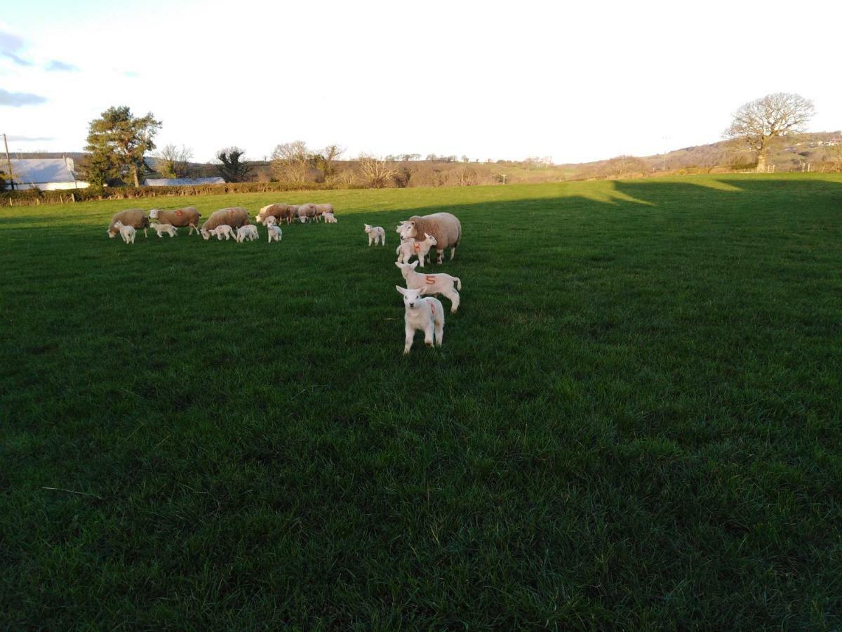 Conwy Pen Cefn Farm Holiday Абергели Екстериор снимка